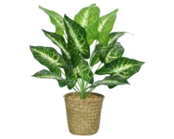 Planta CALATHEA 42cm Con Macetero De Mimbre
