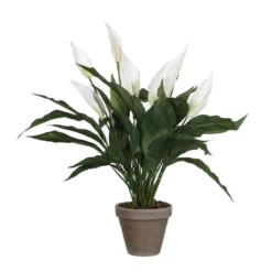 PLANTA SPATHIPHYLLUM